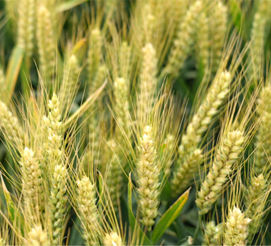 1765335603283426.jpg 550-500-产品图6.jpg